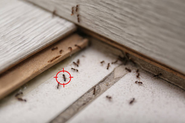 Best Mosquito Control Services  in Omaha, NE